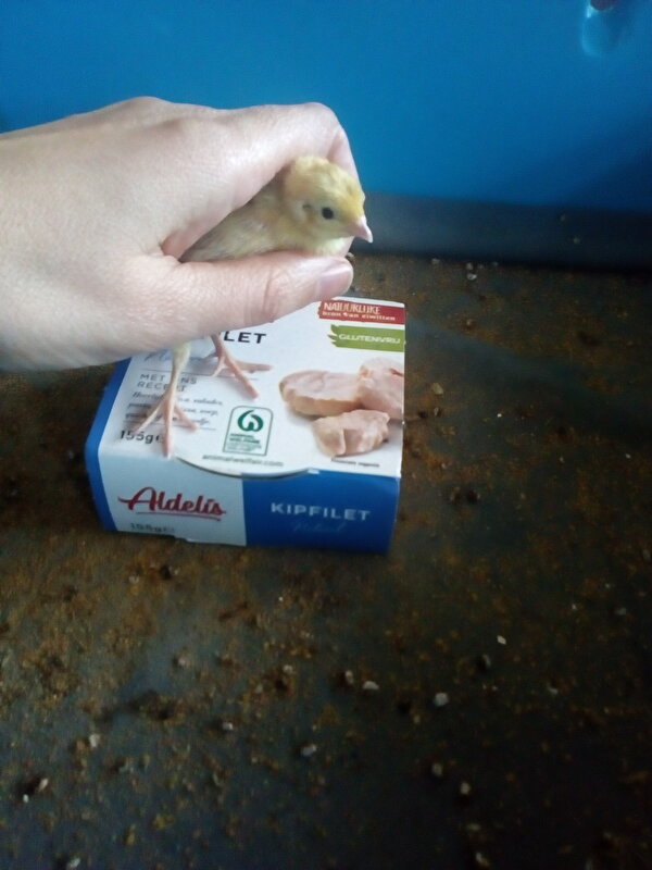 Afbeelding