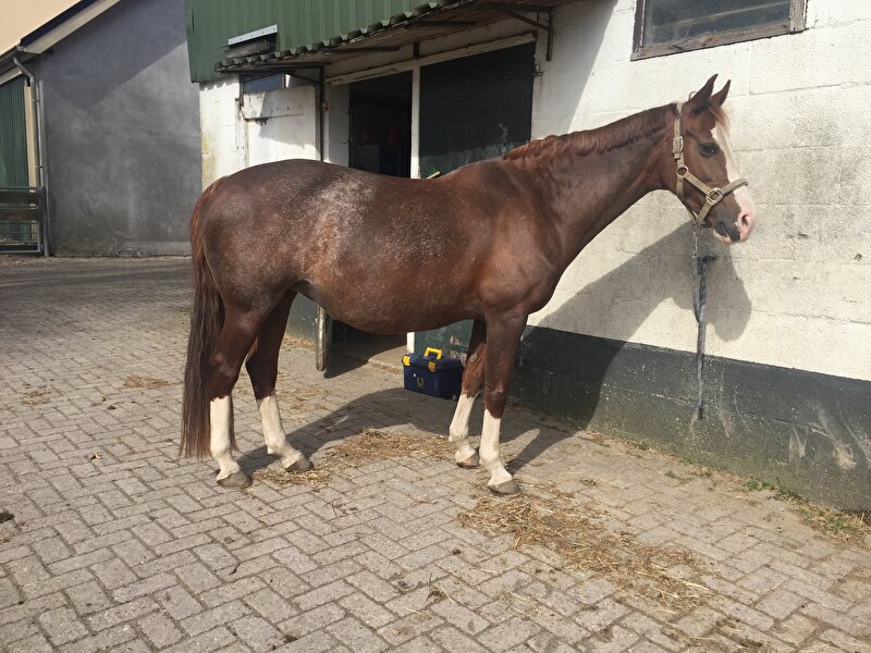 Afbeelding