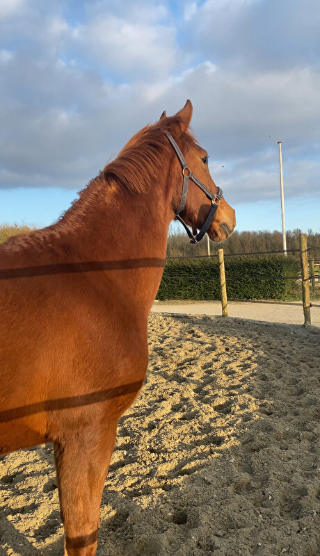 Afbeelding