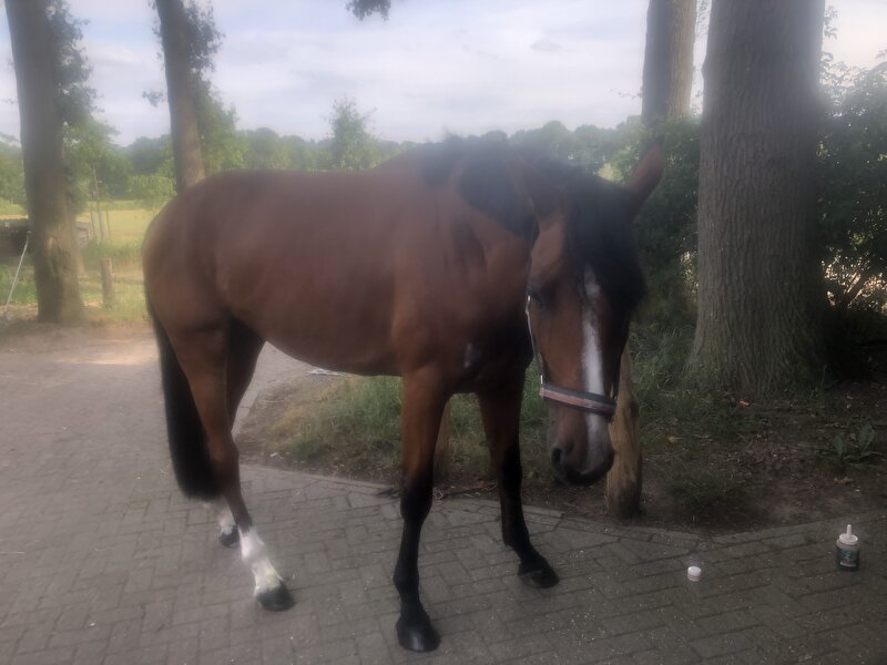 Afbeelding