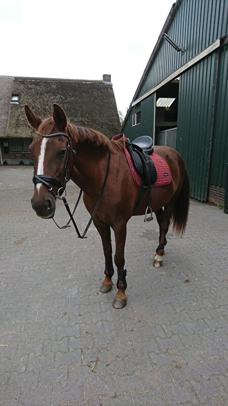 Afbeelding