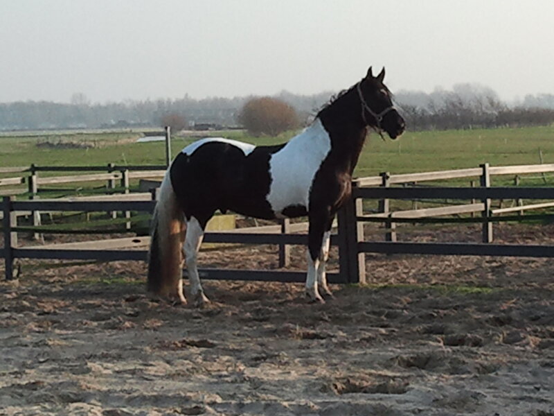 Afbeelding
