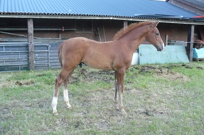 Afbeelding