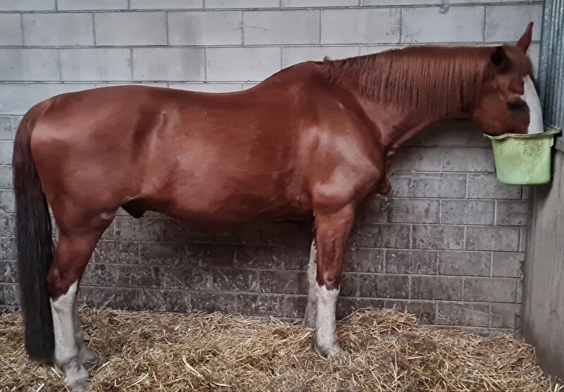 Afbeelding