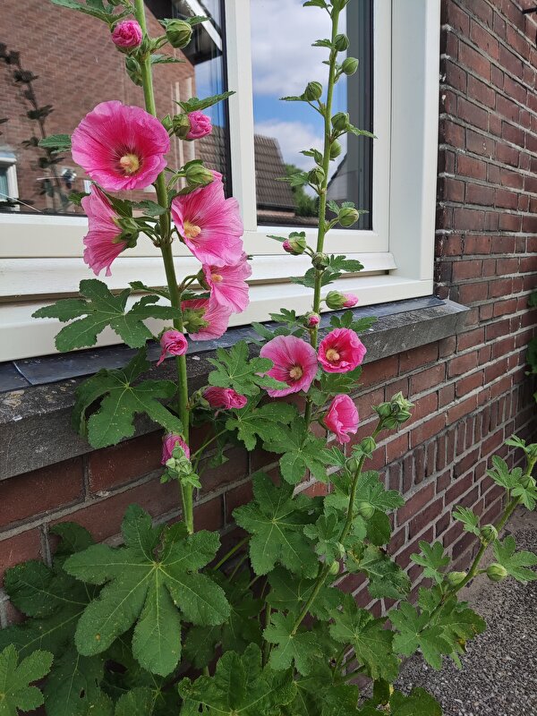 Afbeelding