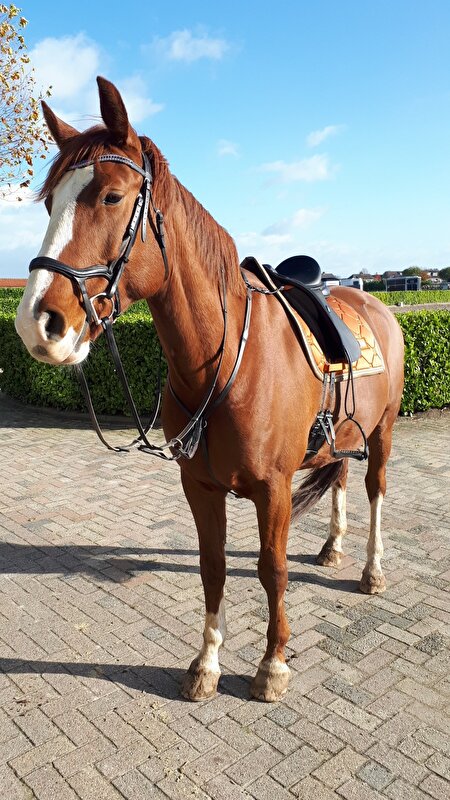 Afbeelding