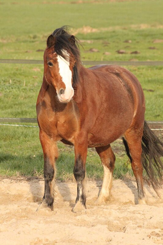 Afbeelding