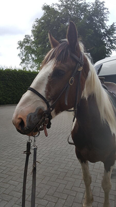 Afbeelding