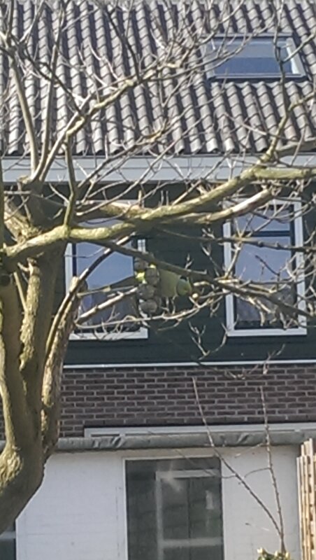 Afbeelding
