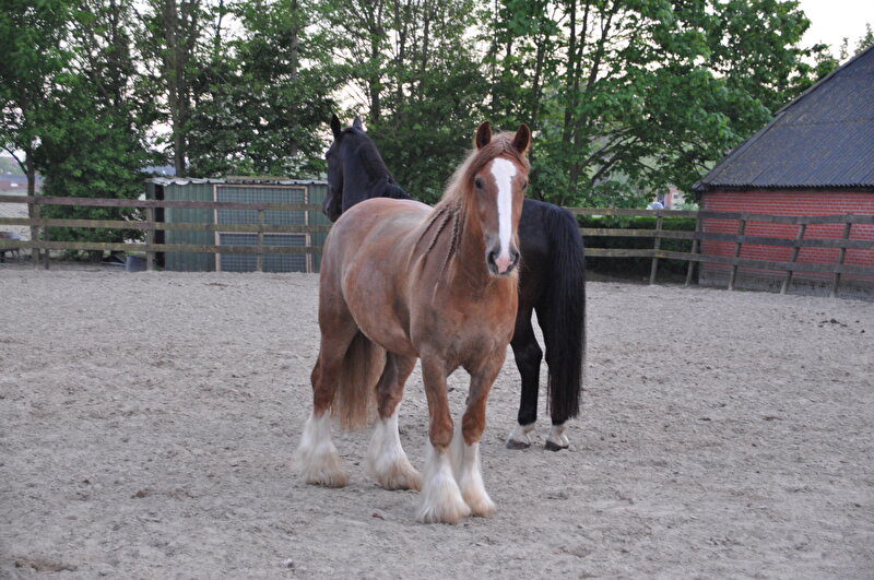 Afbeelding