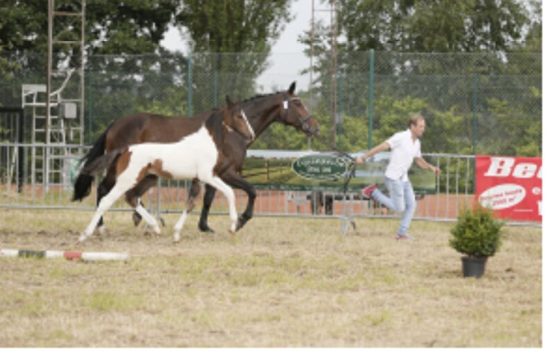 Afbeelding