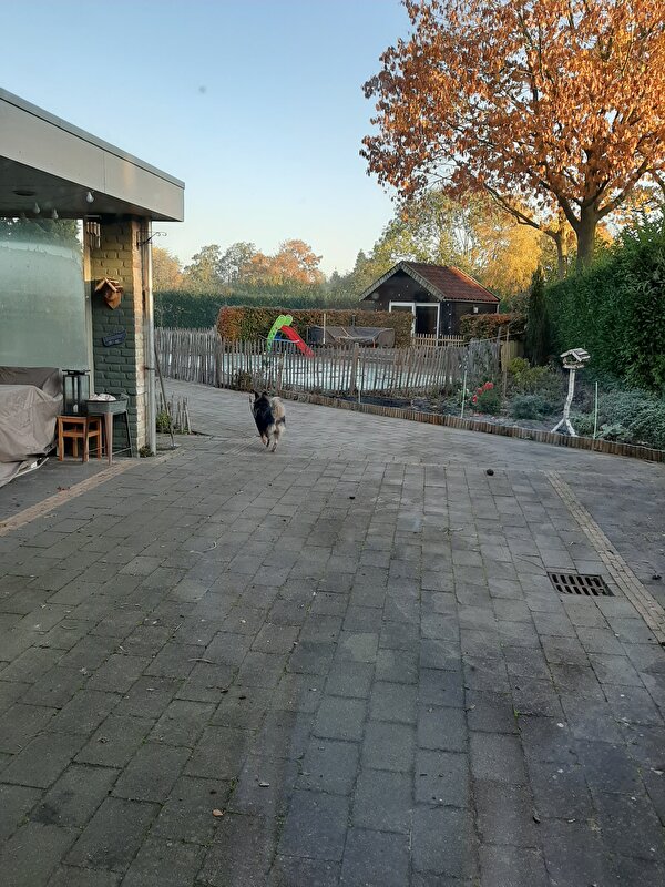Afbeelding