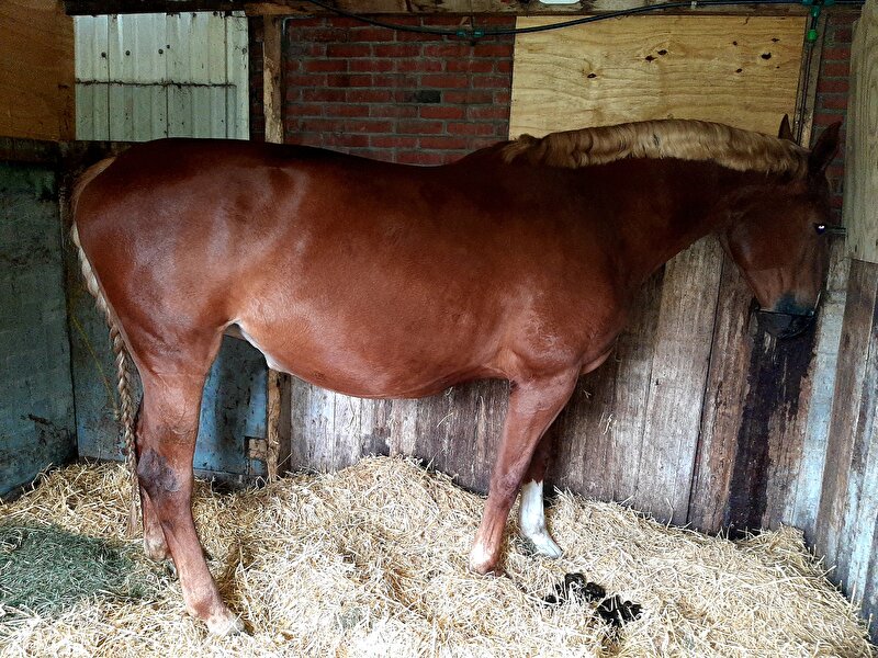 Afbeelding