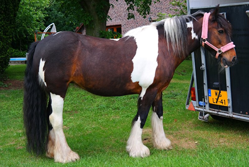 Afbeelding