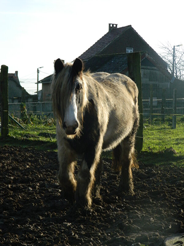 Afbeelding