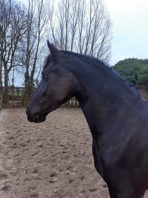 Afbeelding