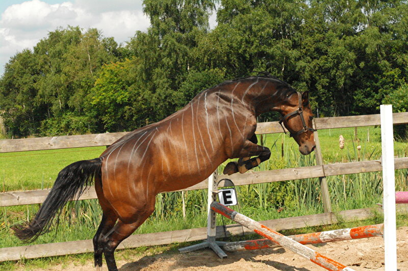 Afbeelding