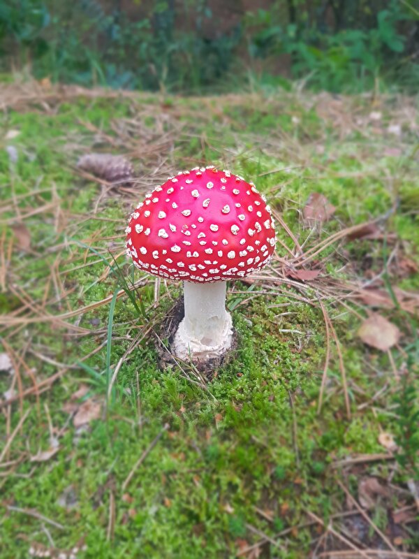 Afbeelding