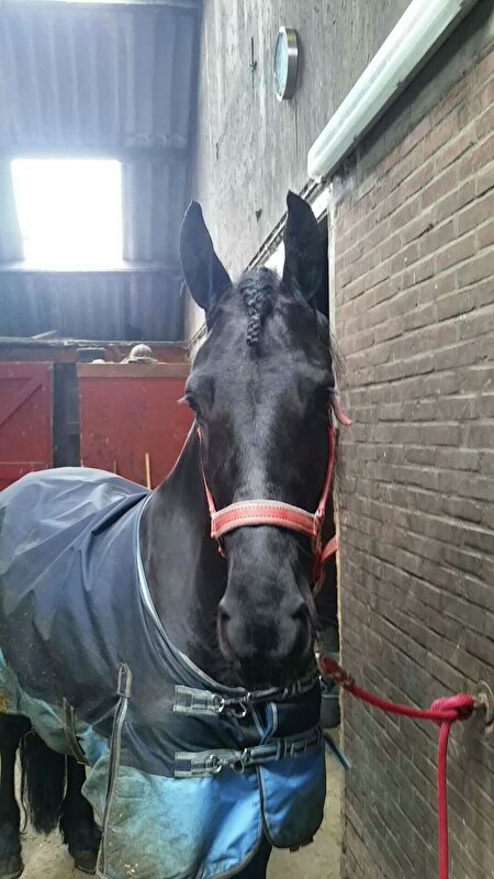 Afbeelding