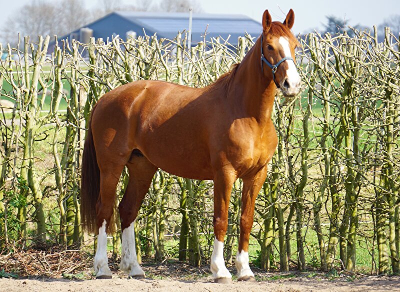 Afbeelding