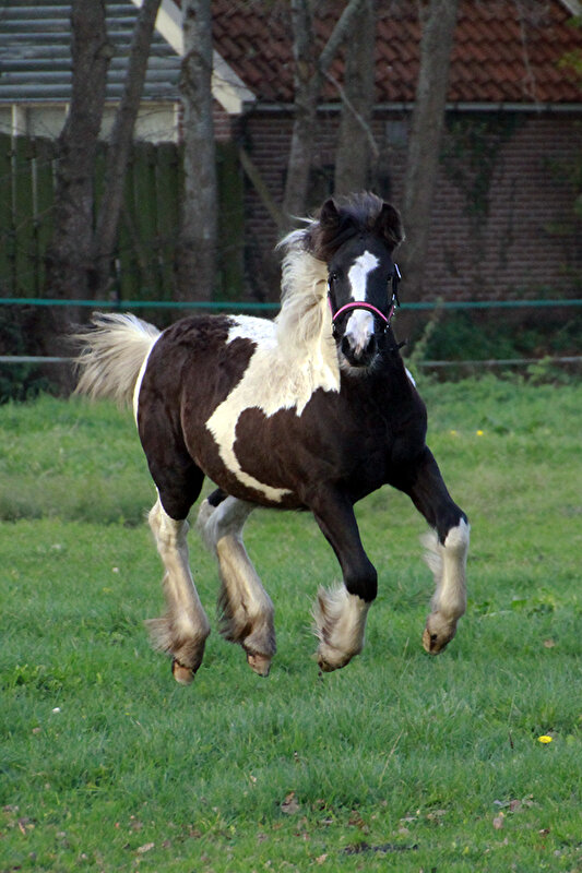 Afbeelding