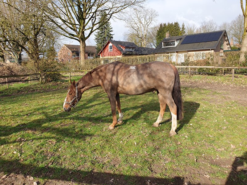 Afbeelding