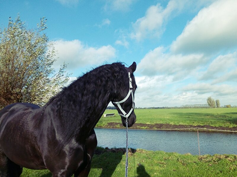 Afbeelding