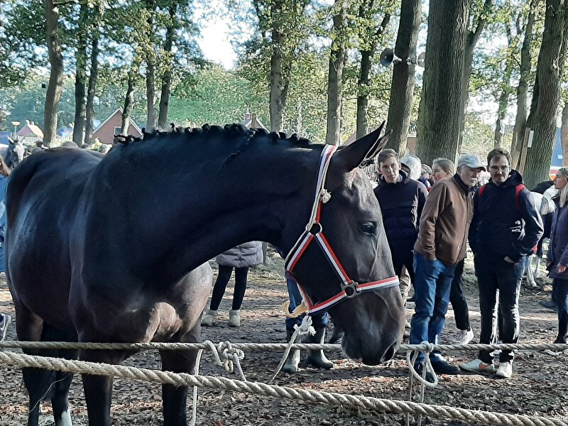Afbeelding