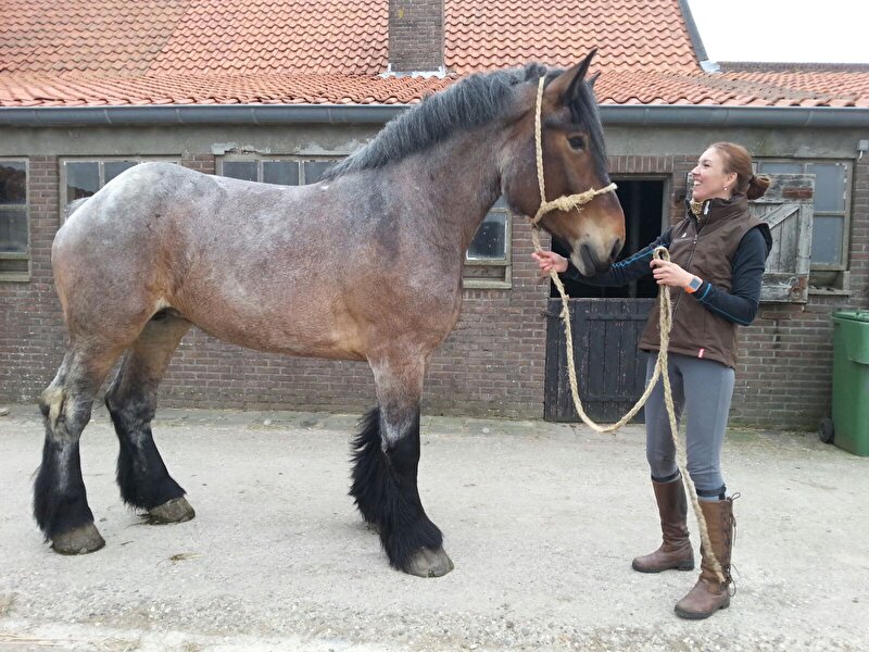 Afbeelding