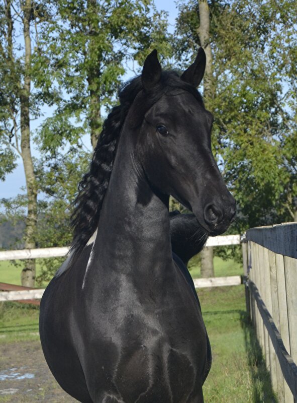 Afbeelding