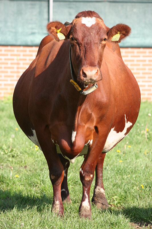 Afbeelding