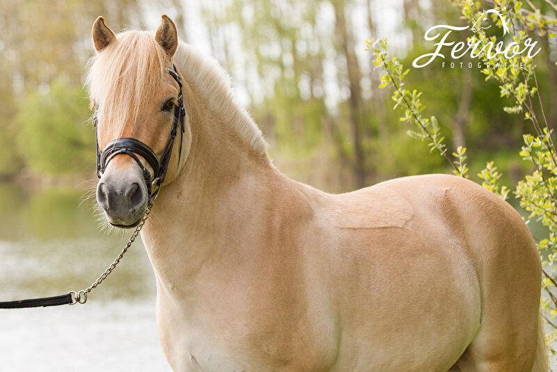 Rode fjord Dragan o.a in de bloemen door Fervor Fotografie • Bokt.nl