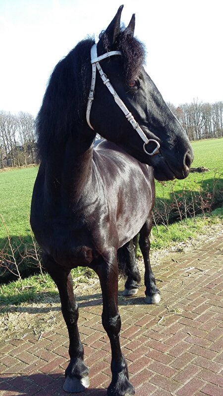 Afbeelding