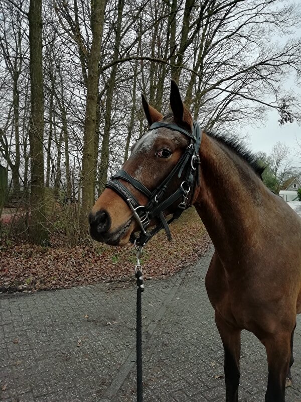 Afbeelding