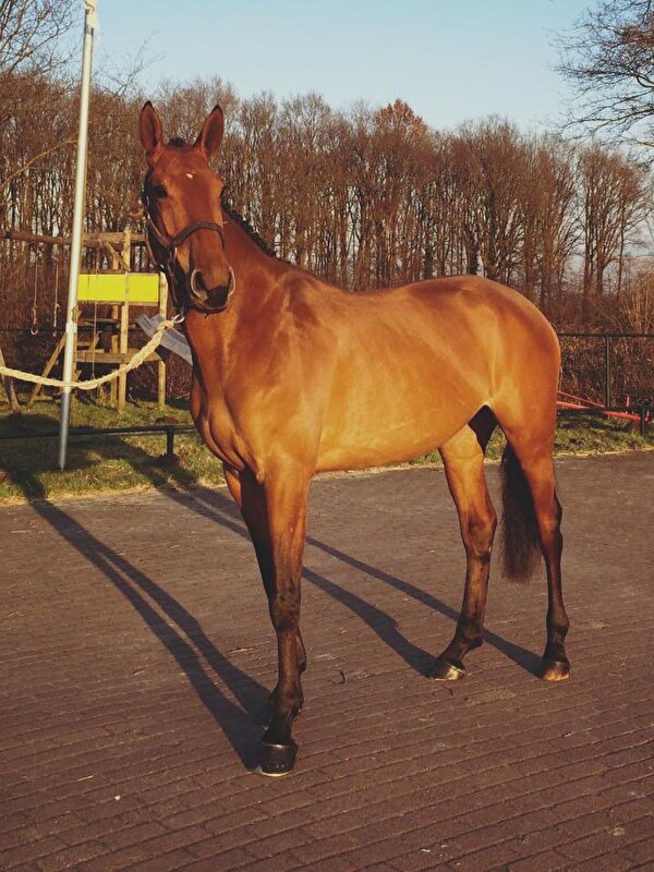 Afbeelding