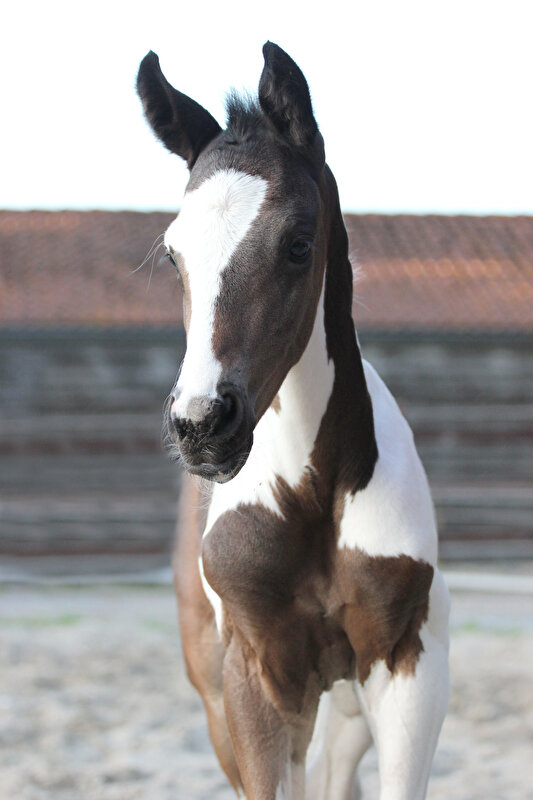 Afbeelding