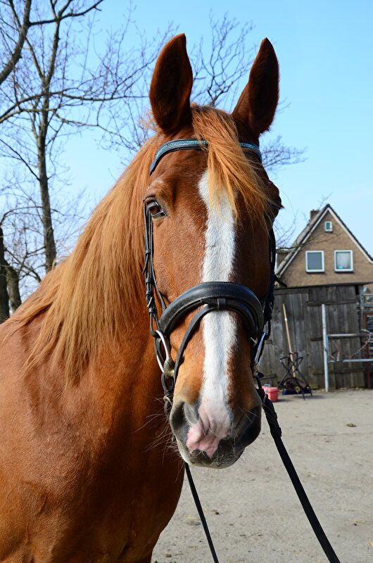 Afbeelding