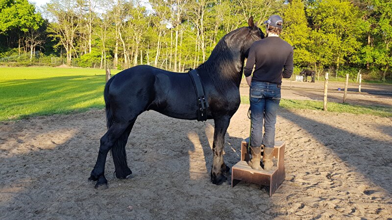Afbeelding
