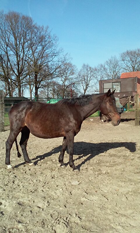 Afbeelding