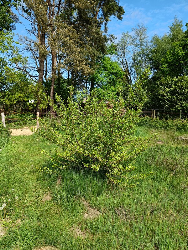 Afbeelding
