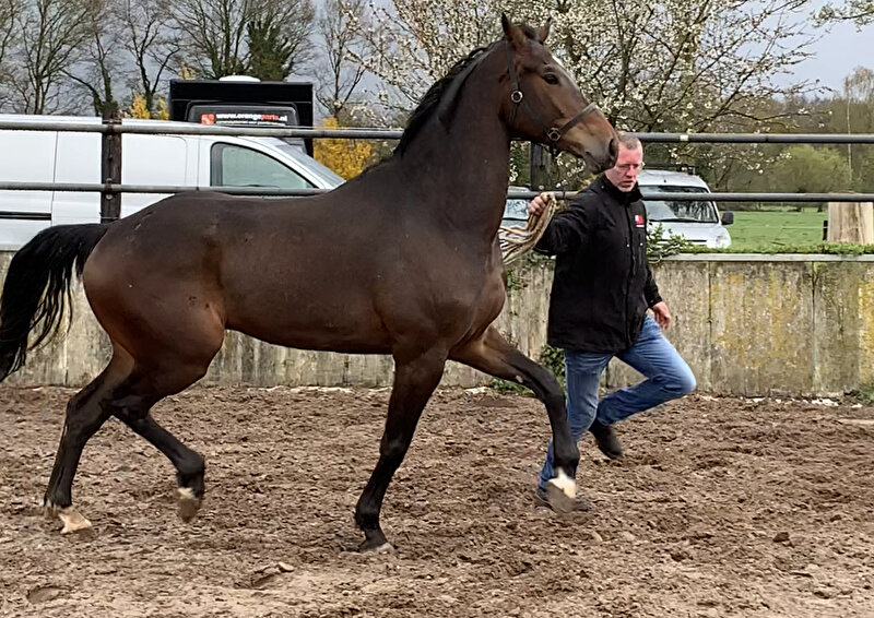 Afbeelding