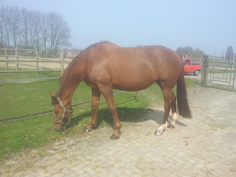 Afbeelding