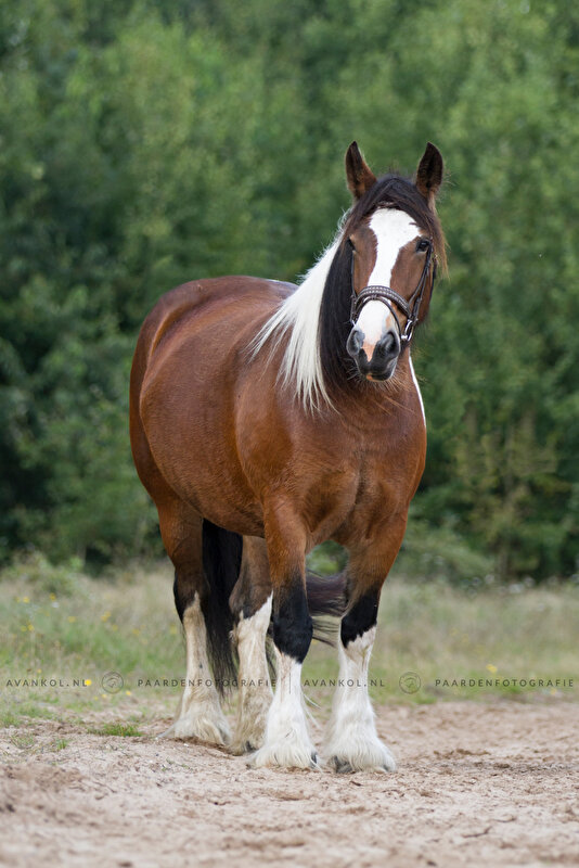 Afbeelding
