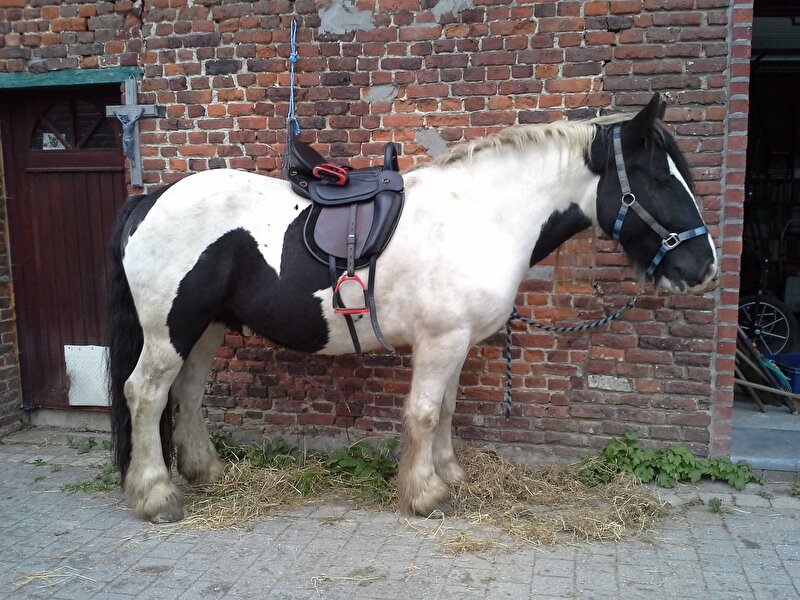 Afbeelding