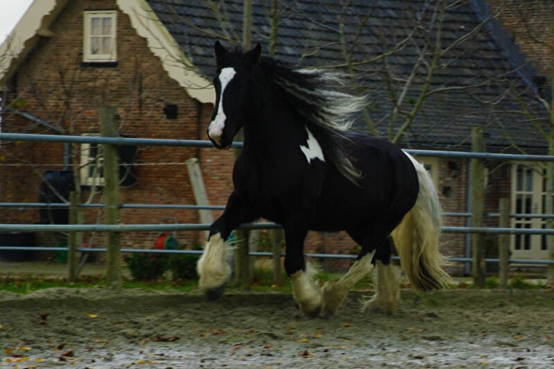 Afbeelding
