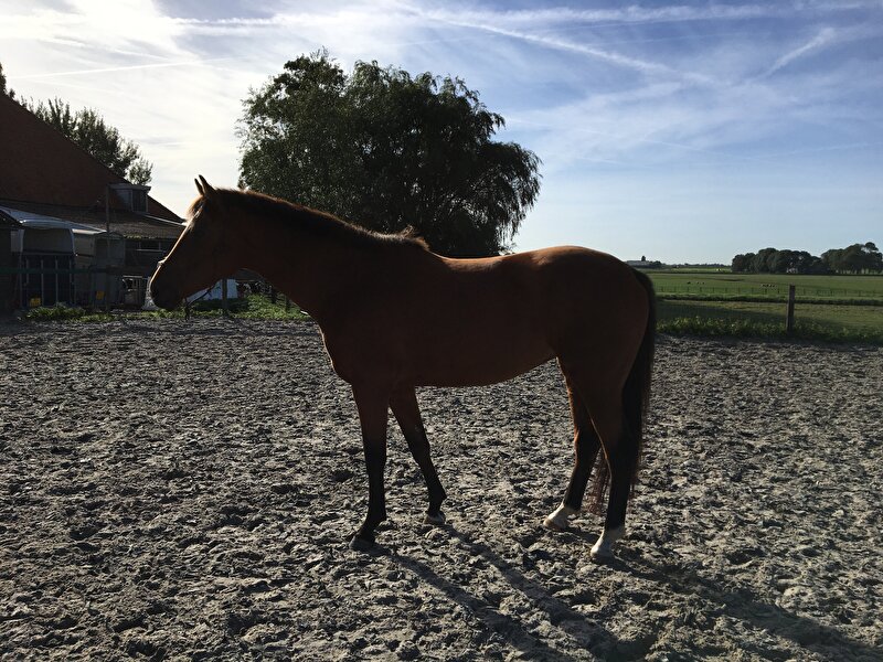 Afbeelding