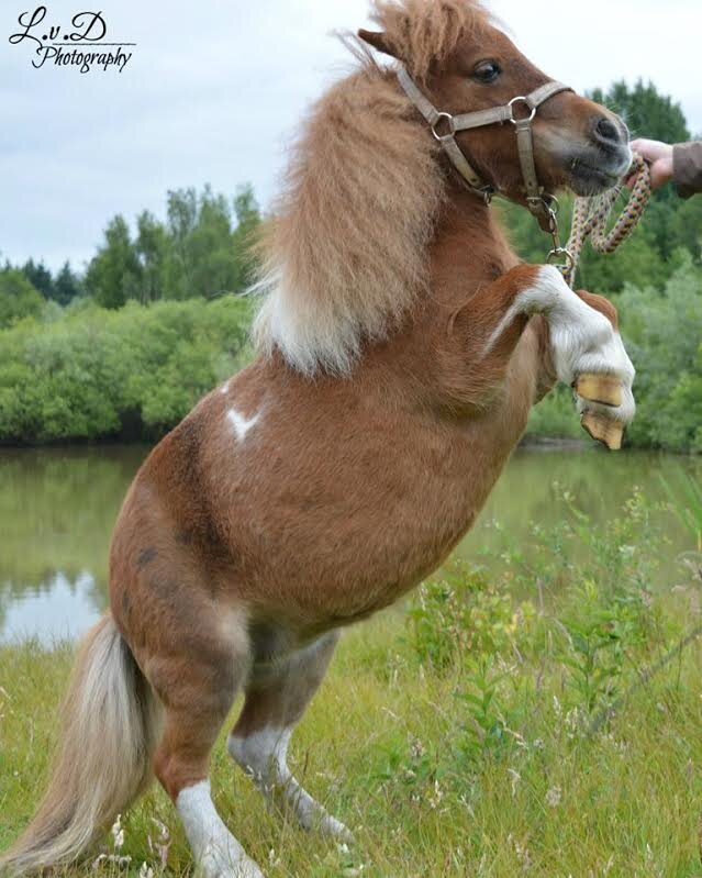 Afbeelding