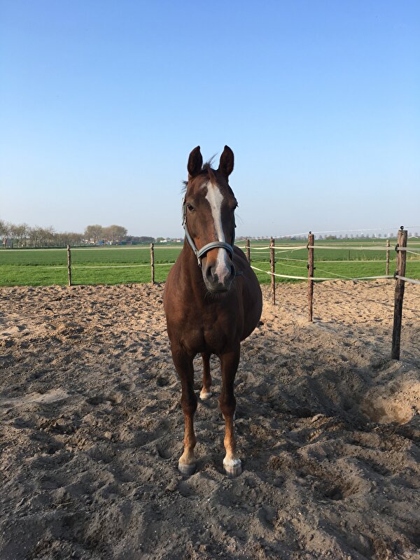Afbeelding