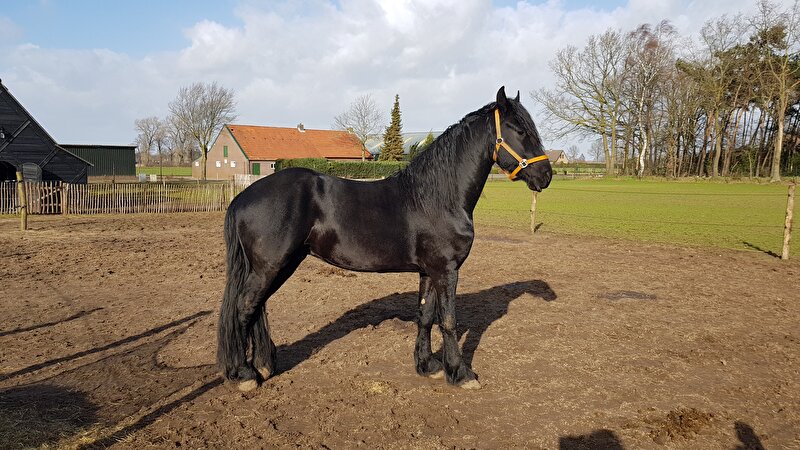 Afbeelding