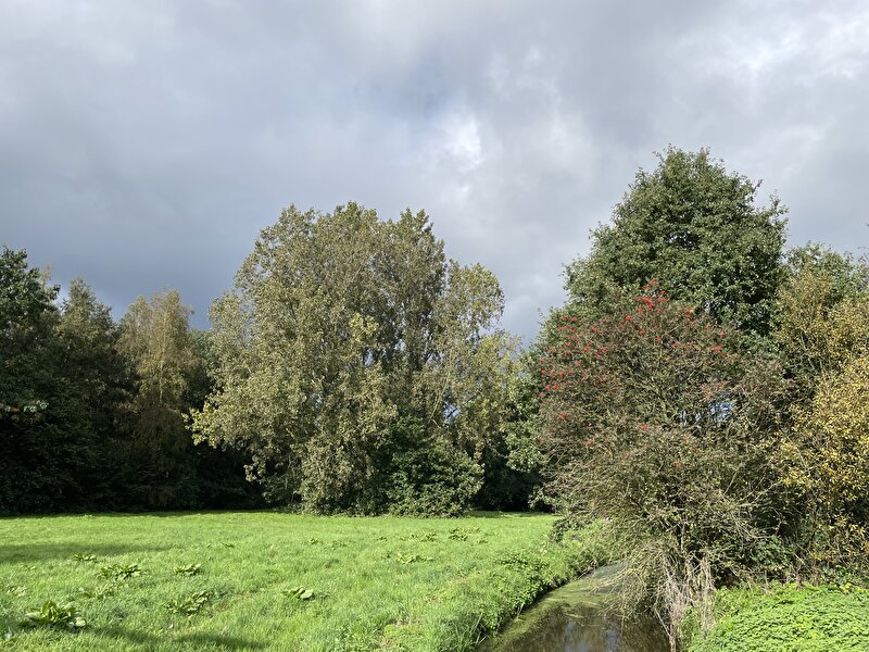 Afbeelding
